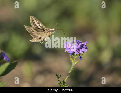 Weiß gesäumten Sphinx (stark Lineata), Erwachsene im Flug Fütterung auf Prairie Eisenkraut (Glandularia Bipinnatifida) Blume, Texas Stockfoto