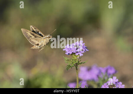 Weiß gesäumten Sphinx (stark Lineata), Erwachsene im Flug Fütterung auf Prairie Eisenkraut (Glandularia Bipinnatifida) Blume, Texas Stockfoto