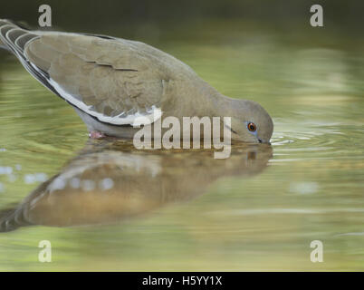 Weiß – Winged Taube (Zenaida Asiatica), Erwachsene, trinken, Hill Country, Texas, USA Stockfoto