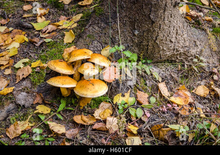 Laub im Herbst in den Monat Oktober Stockfoto