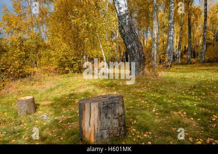 Laub im Herbst in den Monat Oktober Stockfoto