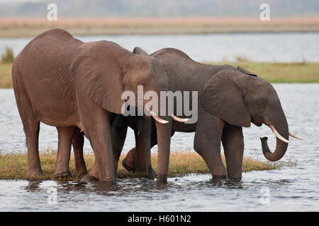 Elefanten (Loxodonta Africana), Chobe Nationalpark, Botswana, Afrika Stockfoto