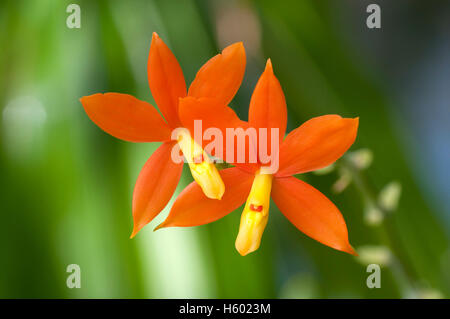 Orchidee (Epidendrum Vitellinum) Stockfoto