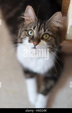 Eine hübsche Katze schaut die Kamera auf dem Teppich liegend. Stockfoto