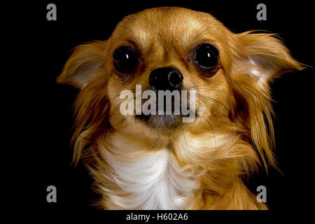 Chihuahua Stockfoto