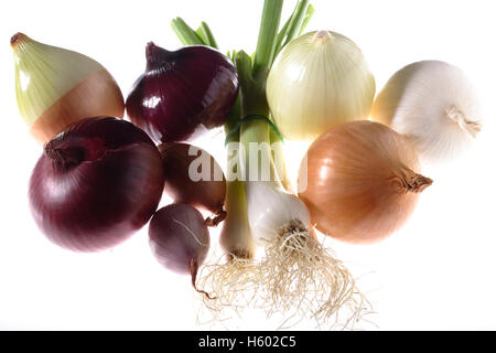 Rote Zwiebeln (Allium Cepa), Schalotten, Frühlingszwiebeln (Allium Fistulosum), weiße Zwiebeln (Allium Cepa) Stockfoto