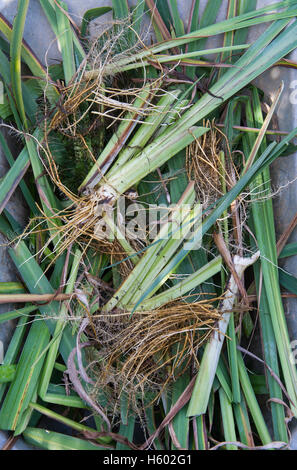 Iris Pseudacorus. Schubkarre voller beschnittene gelbe Flagge Iris Blätter im Herbst Stockfoto