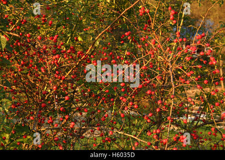 Wilden Hagebutte Strauch in der Natur Stockfoto