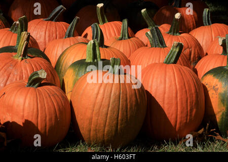 Vielzahl von Kürbissen zum Verkauf auf der farm Stockfoto