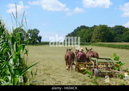 Eine amische Landwirt in Lancaster County, Pennsylvania Stockfoto