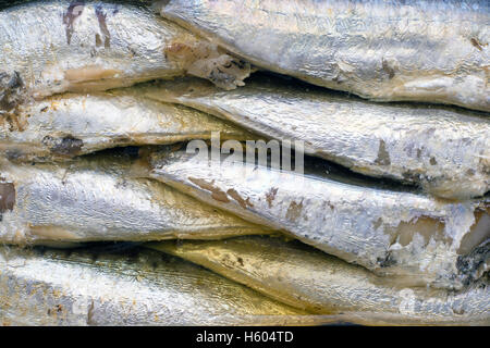 Tin Dose Sardinen. Ansicht von oben Stockfoto