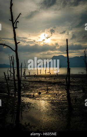 Eine unheimliche Sonnenuntergang im Bako Nationalpark Stockfoto