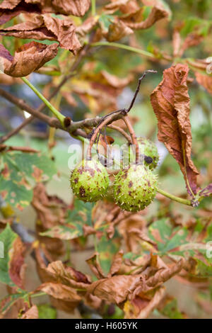 Aesculus Hippocastanum, Rosskastanie Baum Stockfoto