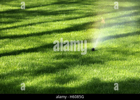 Wässern den Rasen mit Sprinkleranlage Stockfoto