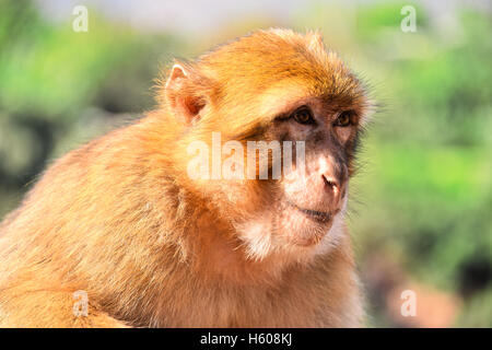 Berberaffe (Macaca Sylvanus), bei den Ouzoud-Wasserfällen in Marokko Stockfoto