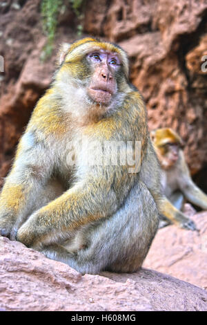 Berberaffe (Macaca Sylvanus), bei den Ouzoud-Wasserfällen in Marokko Stockfoto