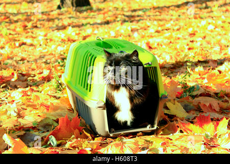 Katze schaut aus im Käfig in der Herbst-park Stockfoto