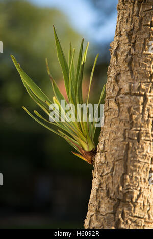 Neue Triebe sprießen aus einer Cordyline Australis, allgemein bekannt als die Kohl-Baum-Kohlpalme. Stockfoto