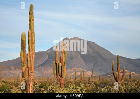 Cardon Bäume (Pachycereus) und Las Tres Jungfrauen Vulkan, Baja California Sur, Mexiko Stockfoto