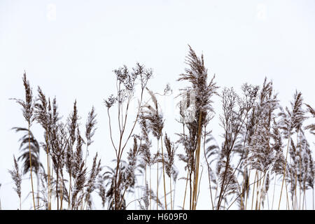 Trockenes Küste Schilf kauerte mit Schnee im wind Stockfoto