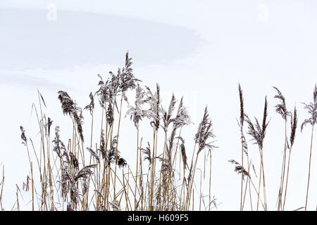 Winterlandschaft mit Schnee und gefrorene Schilf trocken Stockfoto