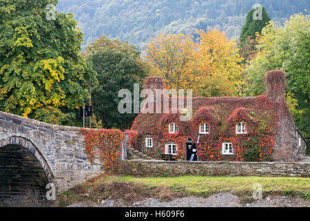 Tu Hwnt I'r Bont Teestuben in malerischen Cottage mit rotem Virginia Creeper von Pont Fawr Brücke und Afon Conwy Fluss im Herbst. Trefriw Conwy Wales UK Stockfoto