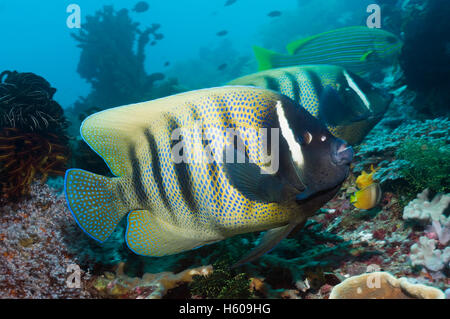 Sechs-banded Kaiserfisch (Pomacanthus Sexstriatus).  Indonesien.  (Digitale Erfassung). Stockfoto