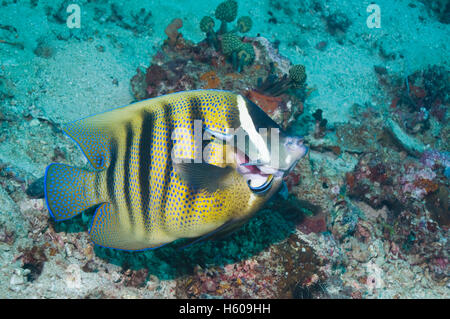 Sechs-banded Kaiserfisch (Pomacanthus Sexstriatus) wird durch zwei Bluestreak Reinigungsmittel Lippfische (Labroides Dimidiatus) gereinigt. Stockfoto