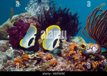 Panda Butterflyfish (Chaetodontidae Adiergastos) mit Featherstars am Korallenriff.  Misool, Raja Ampat, West Papua, Indonesien. Stockfoto