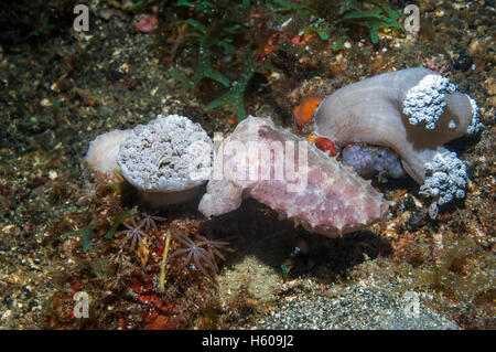 Pygmäen oder Stumpy spined Tintenfisch [Sepia Bandensis] ruht neben Leder Koralle.  Lembeh Strait, Sulawesi, Indonesien. Stockfoto