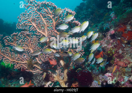 Philippinen Chromis (Chromis Scotochiloptera) in der Nähe von Gorgonien auf Korallenriff schützt.  Nationalpark Komodo, Indonesien. Stockfoto