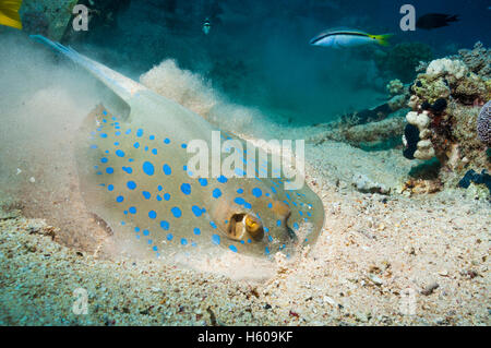 Bluespotted Ribbontail Strahl (Taeniura Lymna) Graben in den sandigen Grund für Muscheln oder Würmer.  Ägypten, Rotes Meer. Stockfoto