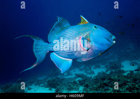 Blauer Drückerfisch [Pseudobalistes Fuscus].  Ägypten, Rotes Meer.  Indo-Pazifik. Stockfoto