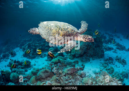 Echte Karettschildkröte (Eretmochelys Imbricatta) schwimmen über Korallenriff mit Sonnenstrahlen.  Ägypten, Rotes Meer. Stockfoto