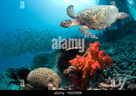 Echte Karettschildkröte (Eretmochelys Imbricata) schwimmen über Korallenriff mit Weichkorallen.  Misool, West-Papua, Raja Ampat, Indonesien. Stockfoto