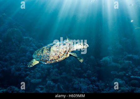 Echte Karettschildkröte (Eremochelys Imbricata) mit Sonnenstrahlen.  Ägypten, Rotes Meer. Stockfoto