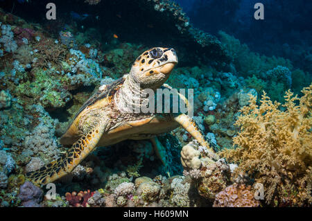 Echte Karettschildkröte (Eremochelys Imbricata).  Ägypten, Rotes Meer. Stockfoto