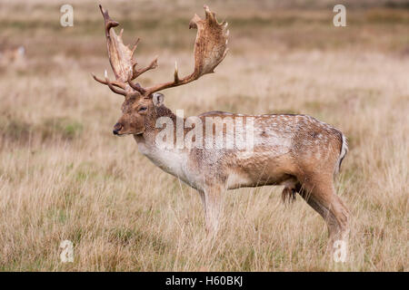 Damwild Hirsche Dama Dama stehen im Profil, am frühen Morgen in der Brunft in Petworth, West Sussex England im Oktober 2016 Stockfoto