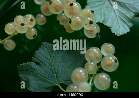 Reife weiße Strömungen mit Blättern auf einer grünen Glasplatte. Stockfoto