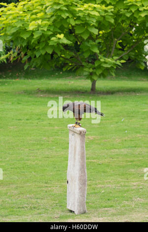 Falknerei-Vorführung am Berkeley Castle in Gloucestershire, England Stockfoto