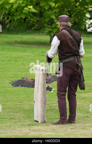 Falknerei-Vorführung am Berkeley Castle in Gloucestershire, England Stockfoto