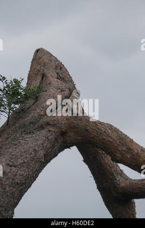 Falknerei-Vorführung am Berkeley Castle in Gloucestershire, England Stockfoto