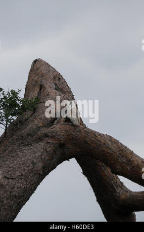 Falknerei-Vorführung am Berkeley Castle in Gloucestershire, England Stockfoto