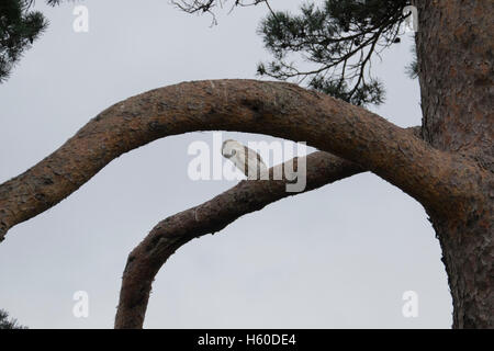 Falknerei-Vorführung am Berkeley Castle in Gloucestershire, England Stockfoto