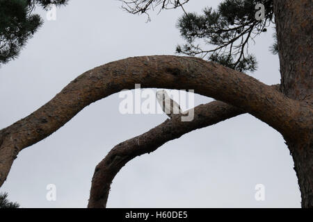 Falknerei-Vorführung am Berkeley Castle in Gloucestershire, England Stockfoto