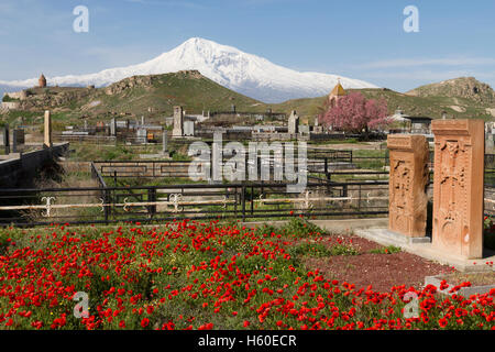 Kloster Khor Virap, Berg Ararat, Khachkar Grabsteine und rote Mohnblumen in Armenien. Stockfoto