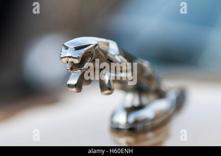 Emblem der Jaguar Stockfoto