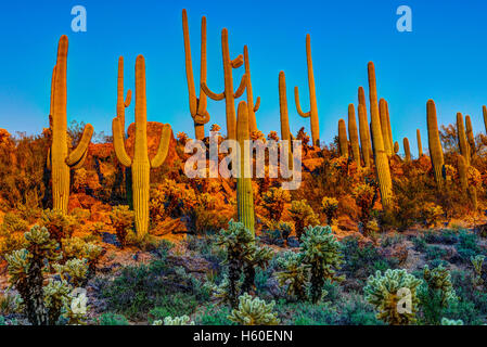 Saguaros in der Abenddämmerung Stockfoto