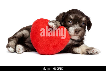 Niedlichen Valentine Havaneser Welpen Hund mit einem roten Herzen Stockfoto