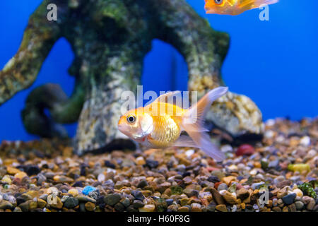 kleine gelbe Fische schwimmen im unteren Foto Nahaufnahme Stockfoto